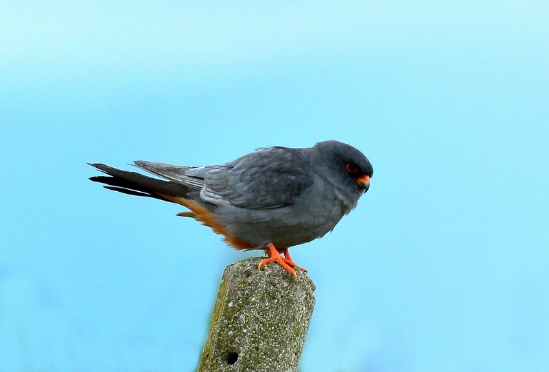 Falco cuculo maschio